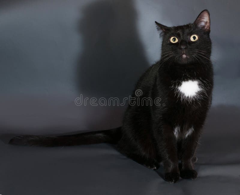 Black Cat With White Spot Sits On Gray Stock Image Image of ears