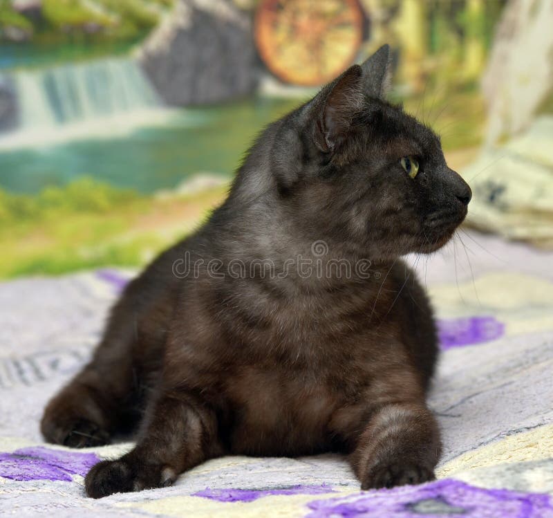 Black Cat with White Undercoat on the Couch Stock Image Image of animal, face 191446901