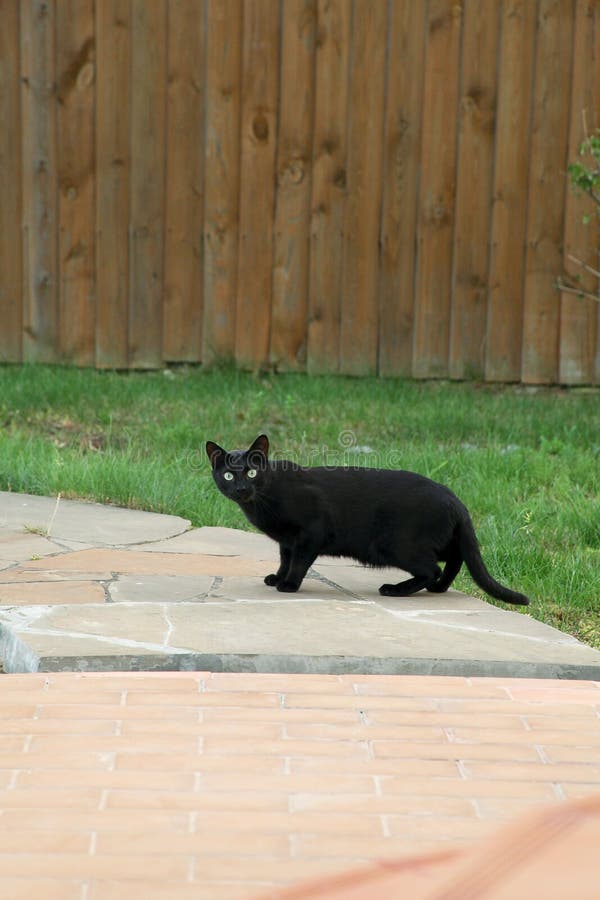 Black cat stock photo. Image of mammal, portrait, look 159768118