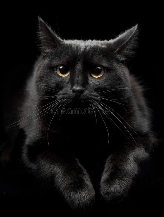Black cat with yellow eyes stock image. Image of animal 8341385