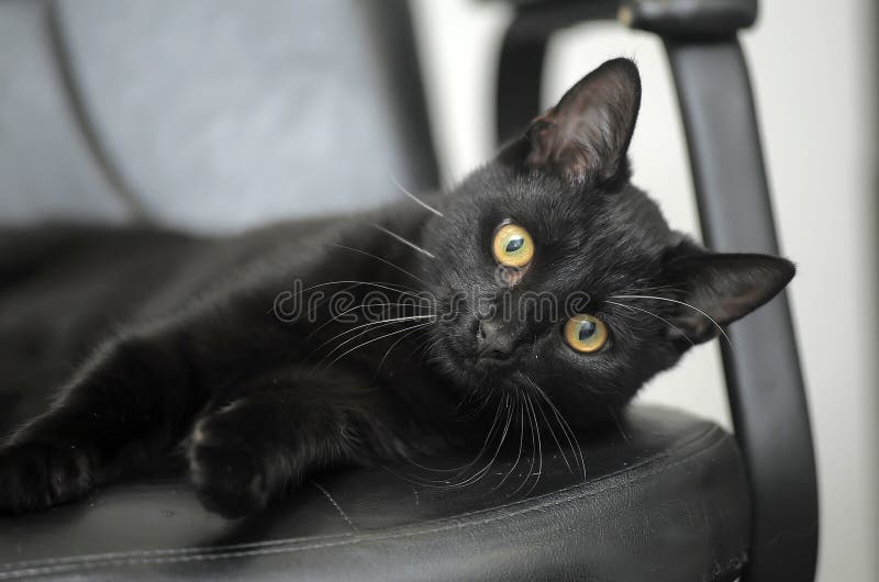 Black cat with yellow eyes stock image. Image of fluffy 44352039