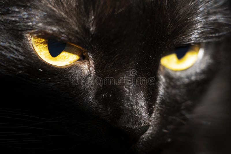 Black Cat with Yellow Eyes. Pet Stock Photo Image of kittens, eyes