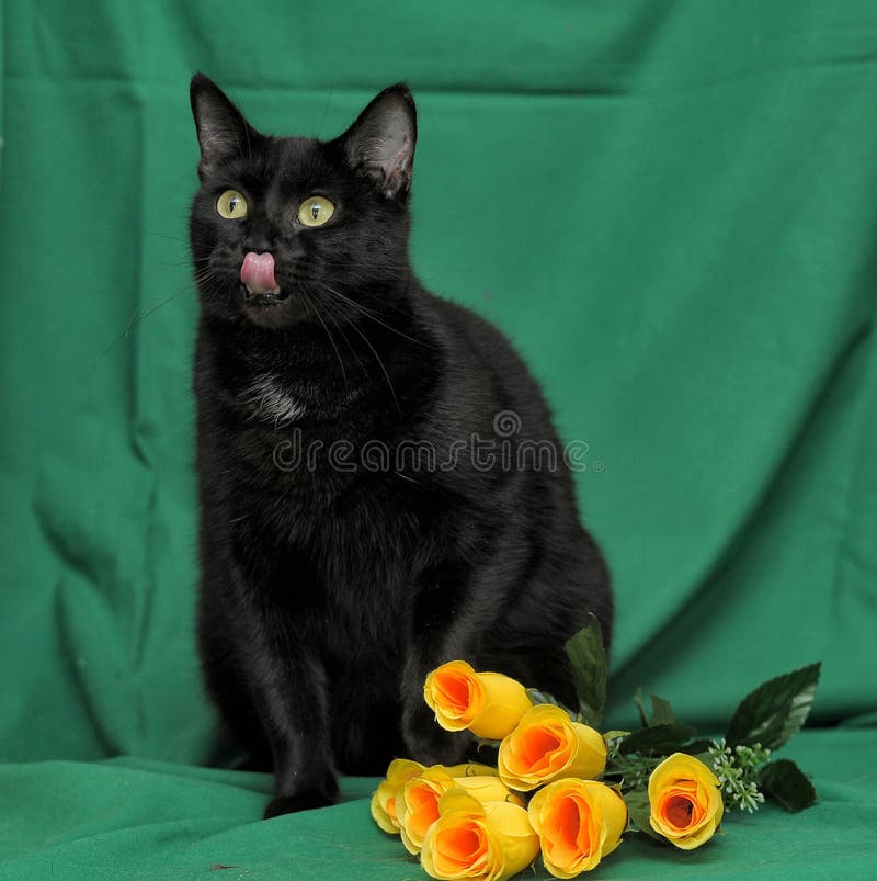 Black Cat With Yellow Roses Stock Photo Image of rose, yellow 35582778