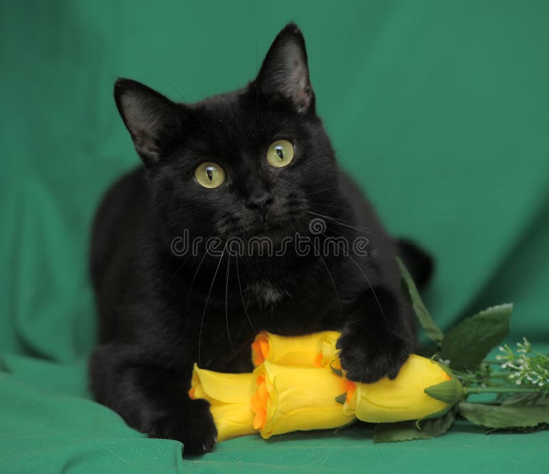 Black Cat with Yellow Roses Stock Photo Image of yellow, fluffy 35582872
