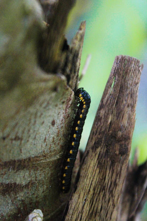2,585 Black Caterpillar Tree Stock Photos Free & RoyaltyFree Stock