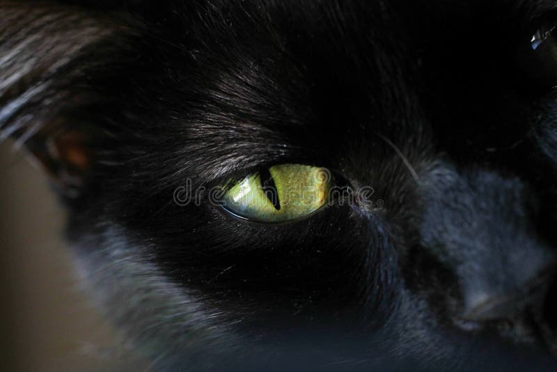 Black Cats Eye stock image. Image of green, close, contrast - 64980981