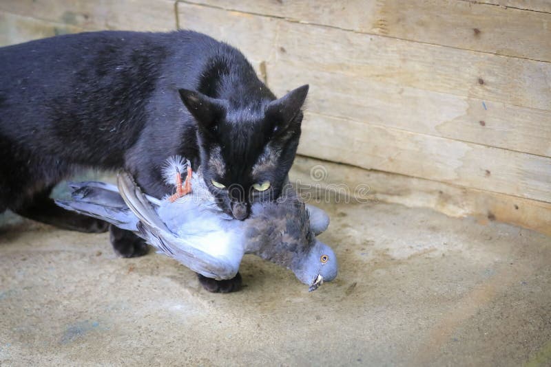 Black Cats are Hunting and Eating Pigeons Stock Photo Image of bird