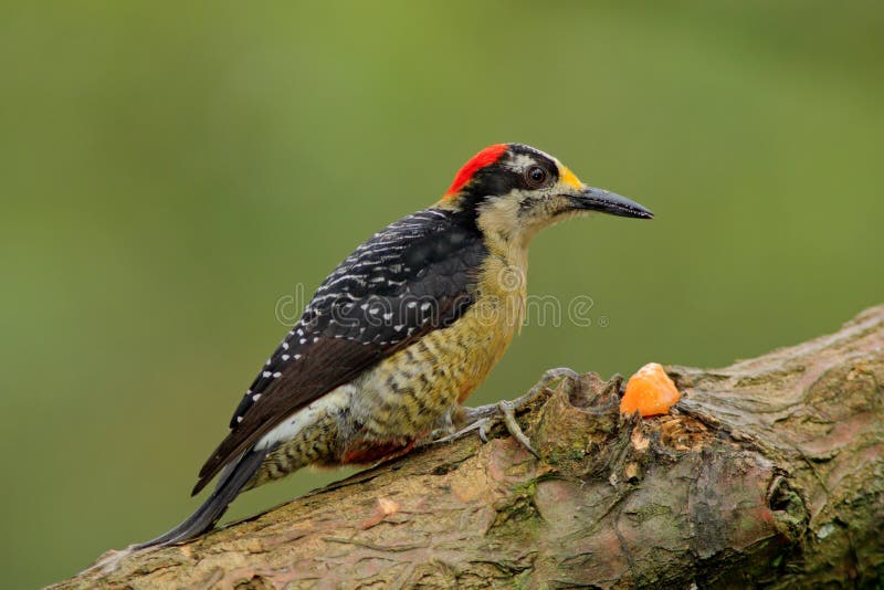 Black-cheeked Woodpecker, Melanerpes pucherani, sitting on the branch with food, Panama royalty free stock image Black-cheeked Woodpecker, Melanerpes pucherani, sitting on the branch with food, Panama royalty free stock image