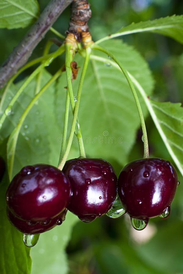 25+ Black cherries tree Free Stock Photos StockFreeImages