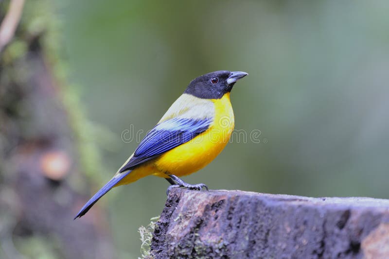 Black-chested Mountain Tanager