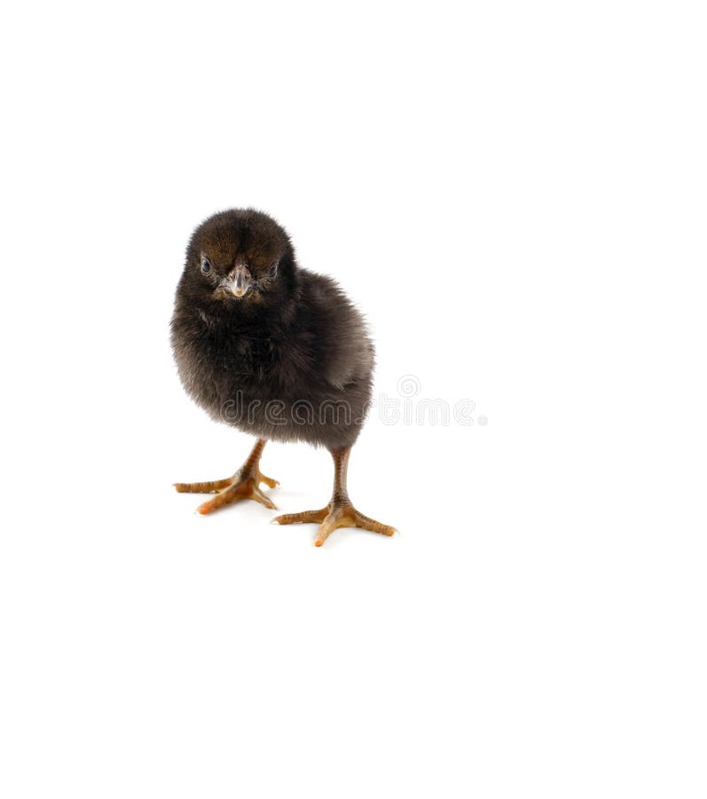 9,854 Cute Black Chick Stock Photos - Free & Royalty-Free Stock Photos