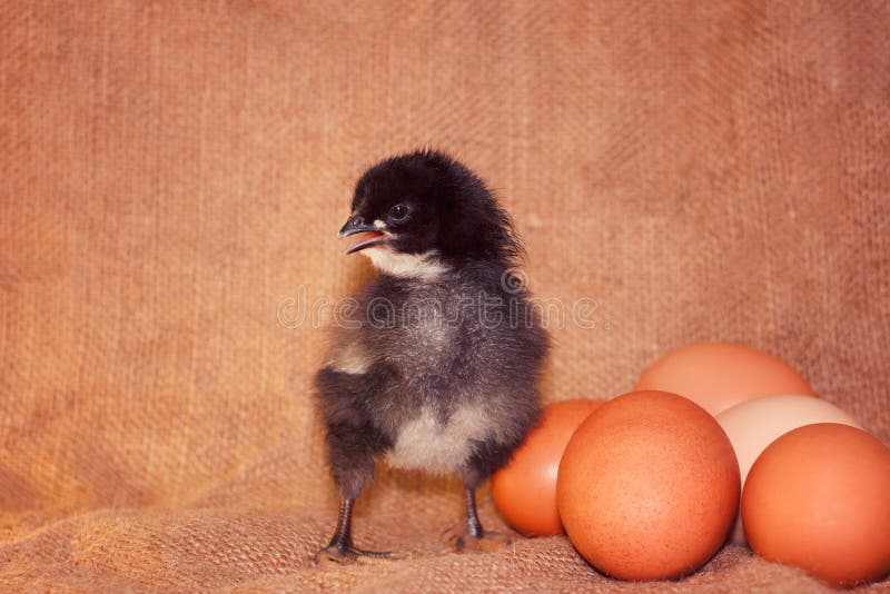 The black chicken hatched from royalty free stock photos