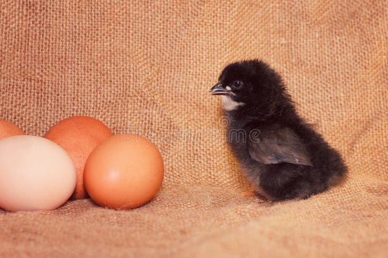 The black chicken hatched from stock photo