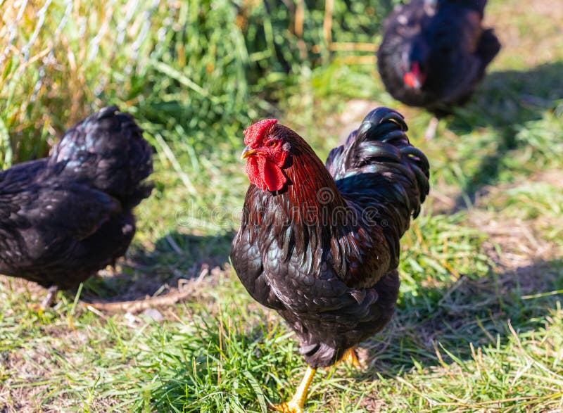 Black chicken isolated on a natural background. Black rooster on a ground. Street photo, selective focus, nobody