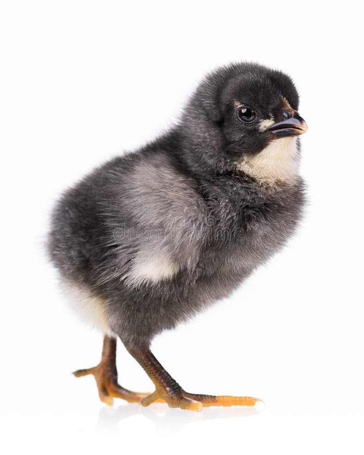 Small Black Fluffy Chicken Isolated On White Stock Photo Image of