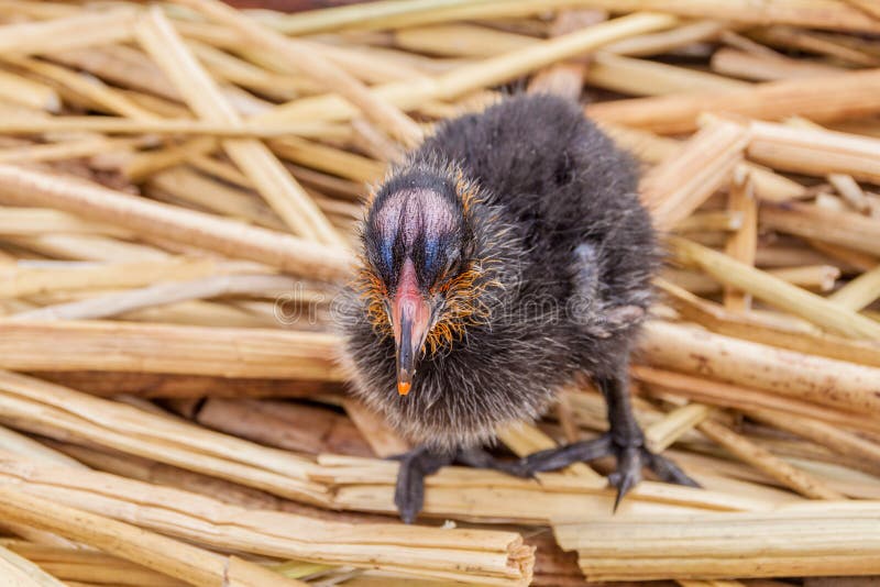 Black chicken on a re stock photo. Image of straw, outdoor 131792938
