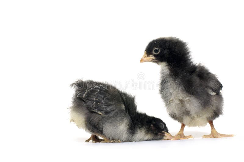 Mother Hen and Her Chicks II Stock Image Image of farm, easter 1952425