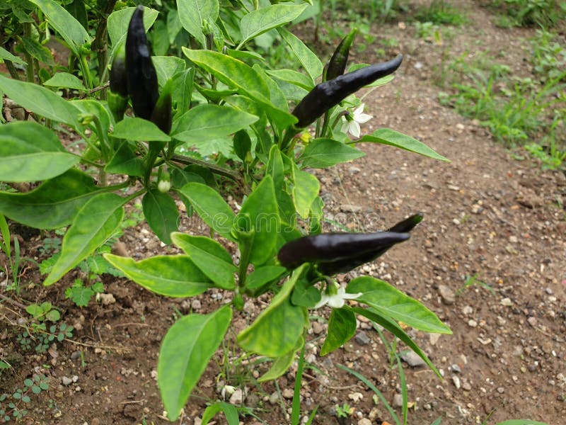 Black Chilli on Green Plant Stock Photo Image of shrub, leaf 190289858