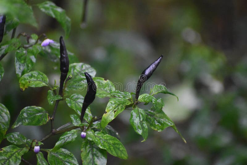 Black Chilli on Green Plant Stock Image Image of vegetable