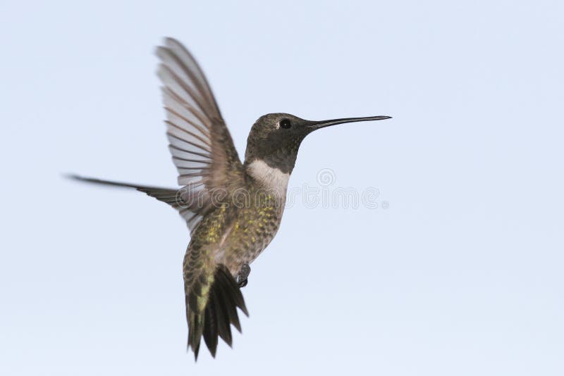 Black-chinned Hummingbird stock photo