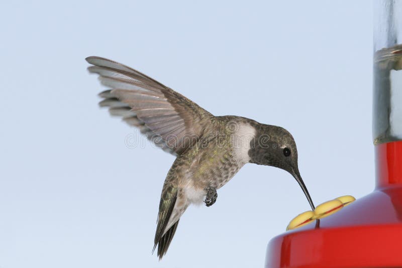 Black-chinned Hummingbird royalty free stock photos