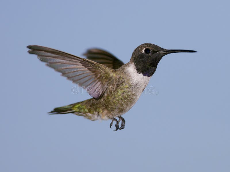 Black-chinned Hummingbird royalty free stock photo