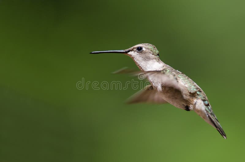 black chinned hummingbird black chinned hummingbird