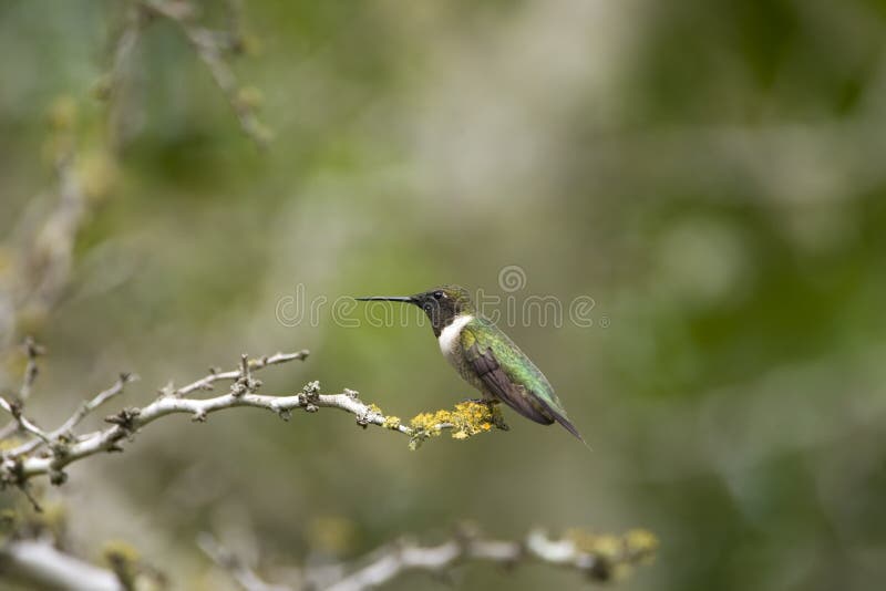 Black-chinned Hummingbird perched