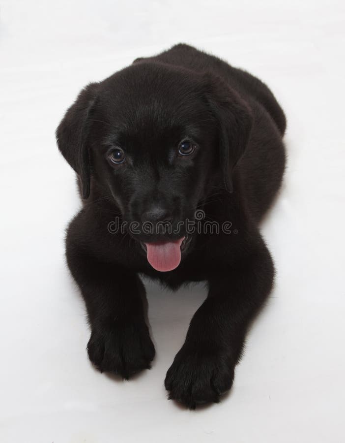 BlackChocolate Labrador Retriever Puppy Stock Photo Image of