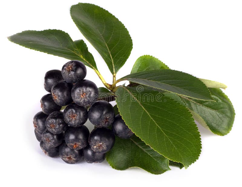 Black chokeberry