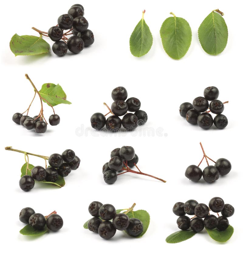 Black chokeberry