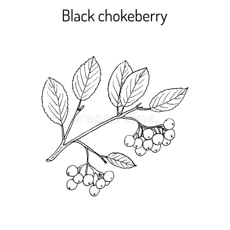 Branch Aronia Stock Illustrations – 242 Branch Aronia Stock ...