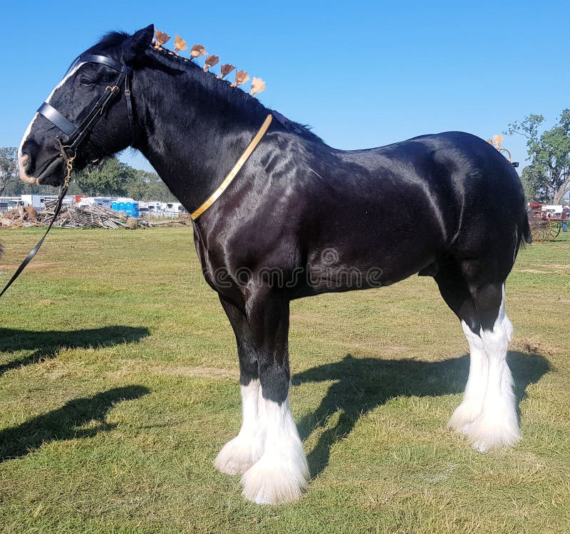 Black Clydesdale Heavy Horse with White Feet Stock Image - Image of bridle, horse: 190182091