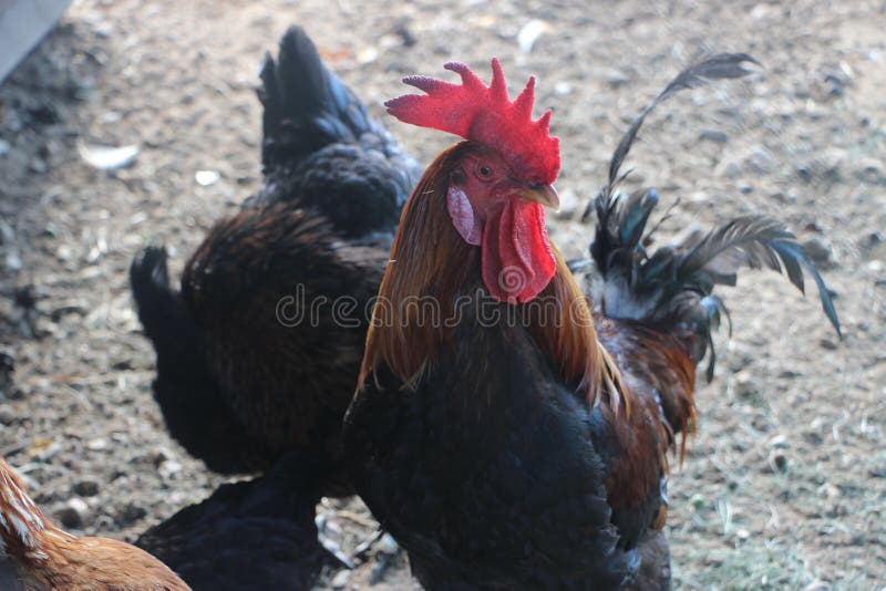 Photos Of Black Cocks