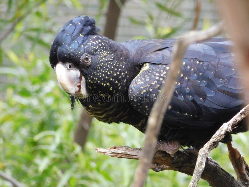 Black cockatoo stock photo. Image of parrot, black, cockatoo 70935034