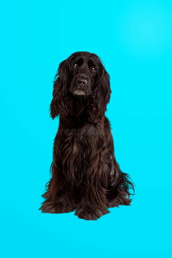 Black cocker spaniel dog stock photos