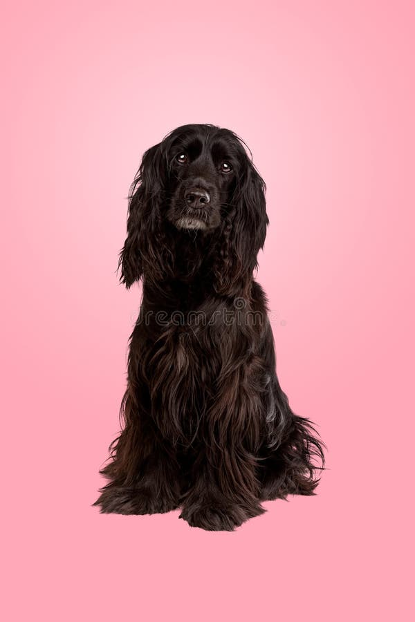 Black cocker spaniel dog stock image