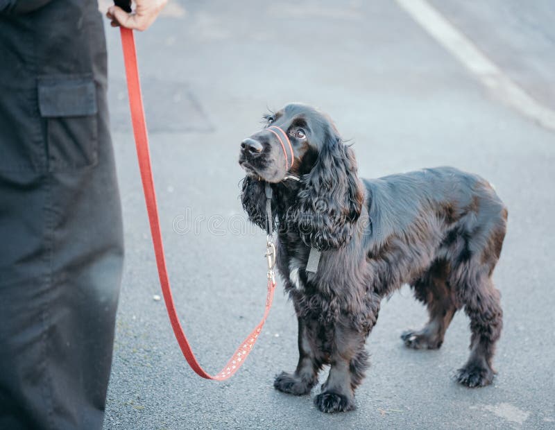 Black Cocker Spaniel on Red Lead Stock Image Image of lead, walking
