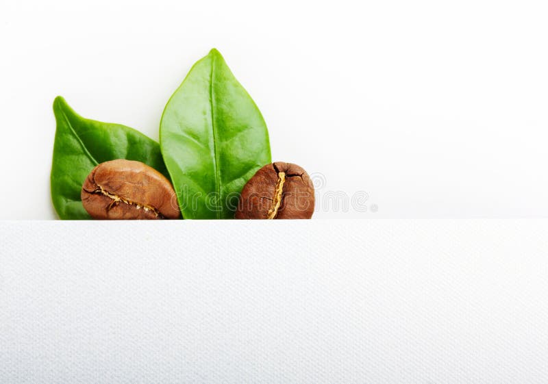 Black Coffee Beans, Grain with Leaf Stock Image Image of grained