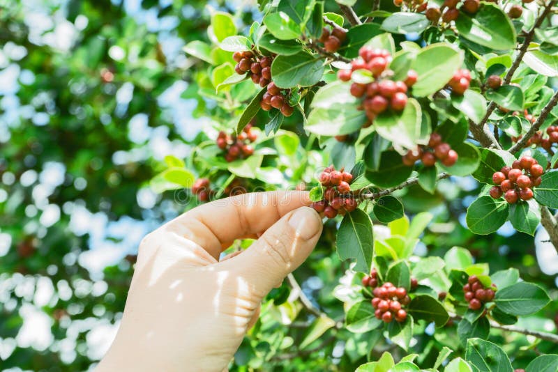 Black Coffee Fruit Picked During Daytime Free Public Domain Cc0 Image