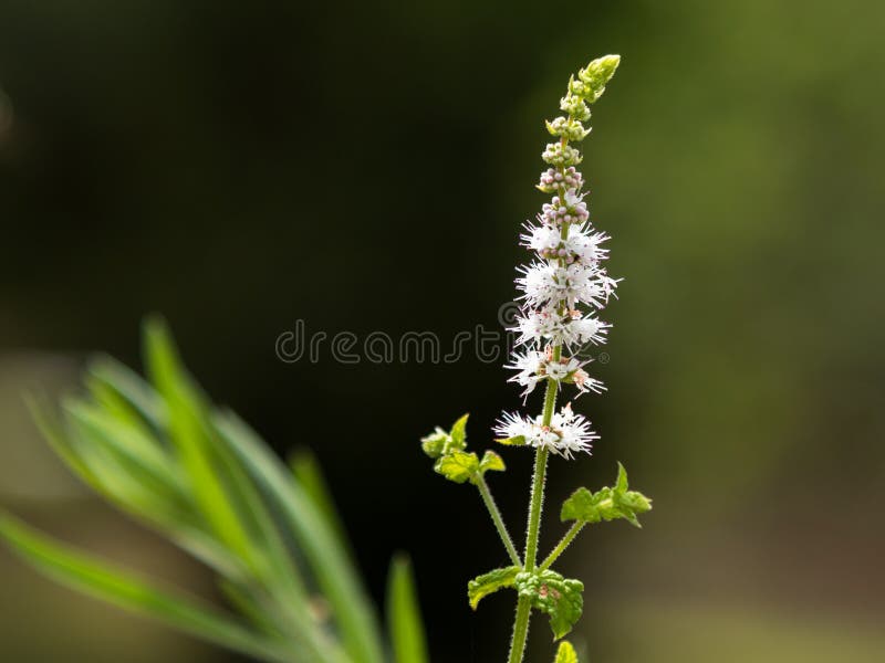 Black Cohosh: White Efflorescence, Nature Theme