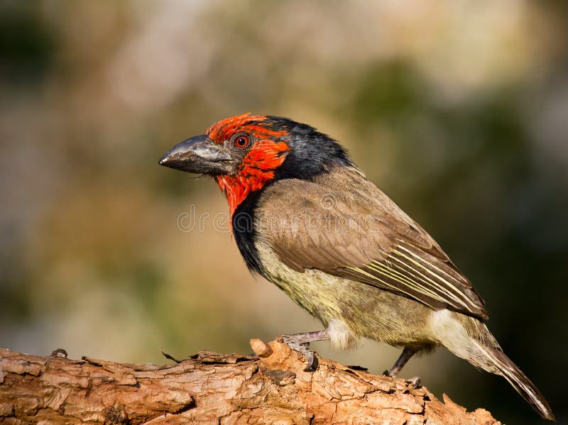 Black Collared Barbet