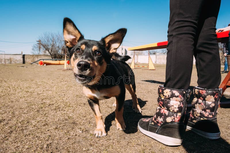 Black Color Mixed Breed Dog Barking Training Dangerous Dog Stock Photos