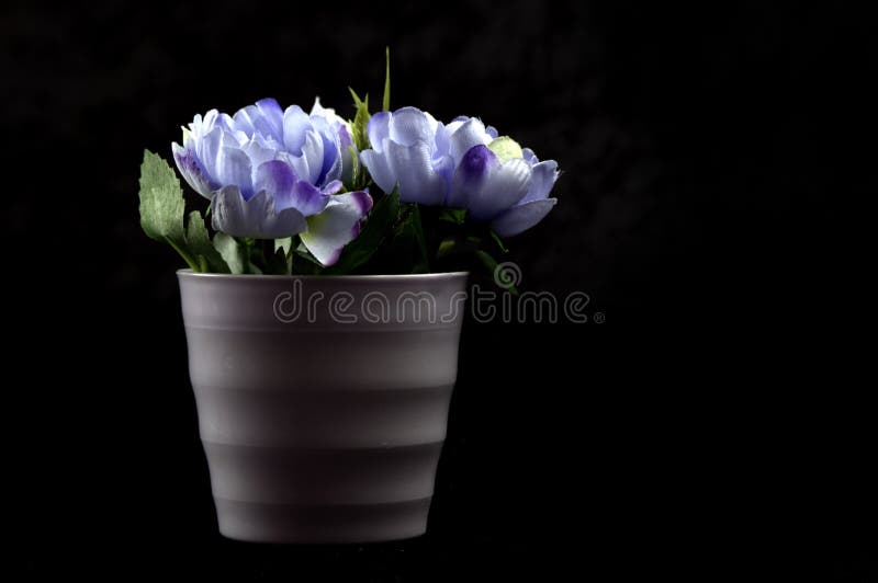 A Black Colored Flowers Planted in Flower Pots on the Ground Stock