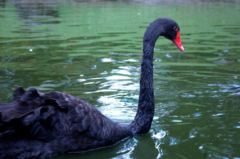 Black-colored goose birds swimming in the zoo stock photos Black-colored goose birds swimming in the zoo stock photos