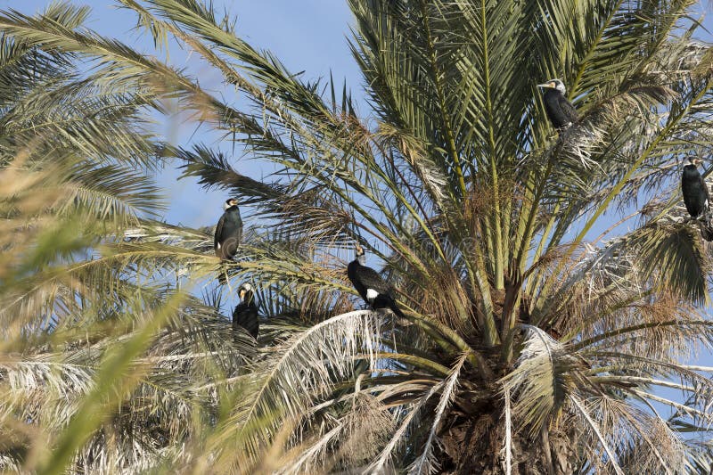 Black Cormorant Fisheating Birds Stock Photo Image of fauna, nest