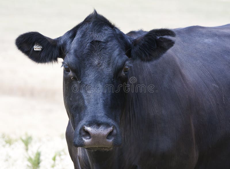 Black cow