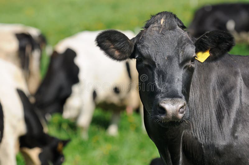 Black Cow Close-Up Looking at Camera