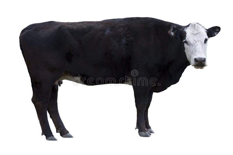 Black Cow cutout