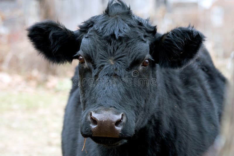 Black Cow Face